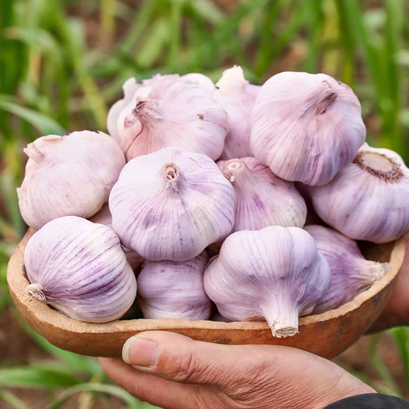 秋宜 干新鲜感大蒜蒜紫白皮大蒜批发鲜蒜红皮蒜干蒜 净重5斤单果4-5CMM 新鲜