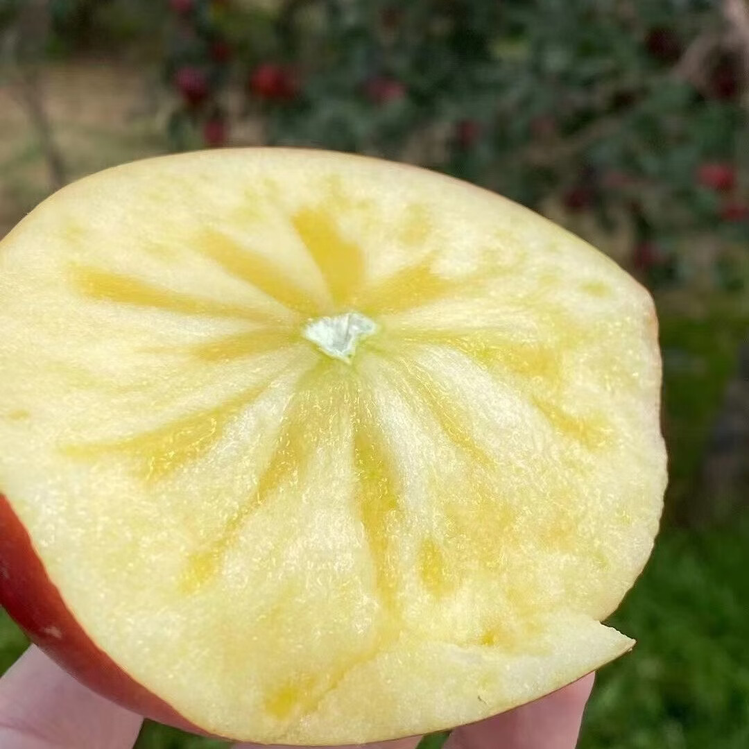 正宗昭通丑苹果冰糖心冬季水果 特大果15-18个 净重9斤