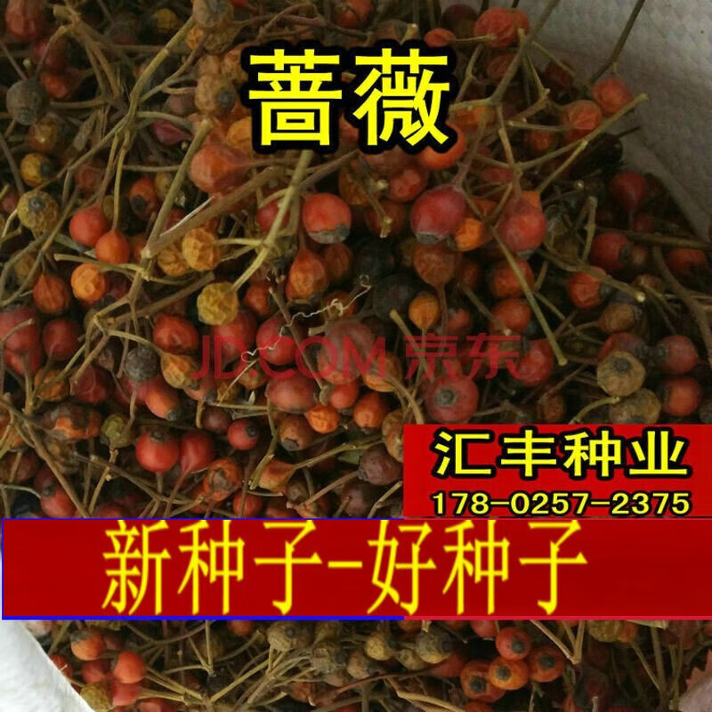 京腾花卉黄红刺玫种子嫁接高杆大花月季白花蔷薇种子日本无刺蔷薇籽藤