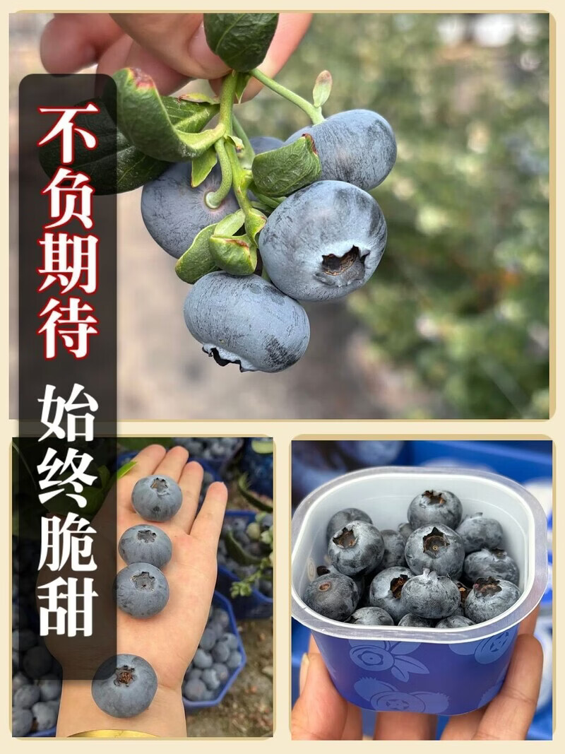 当季云南花香蓝莓鲜果小懒杯l25脆纯甜特大果新鲜水果孕妇礼盒装 800g 【礼盒装】8杯/每杯100克 22mm+特大果【口感脆甜 顺丰空运】