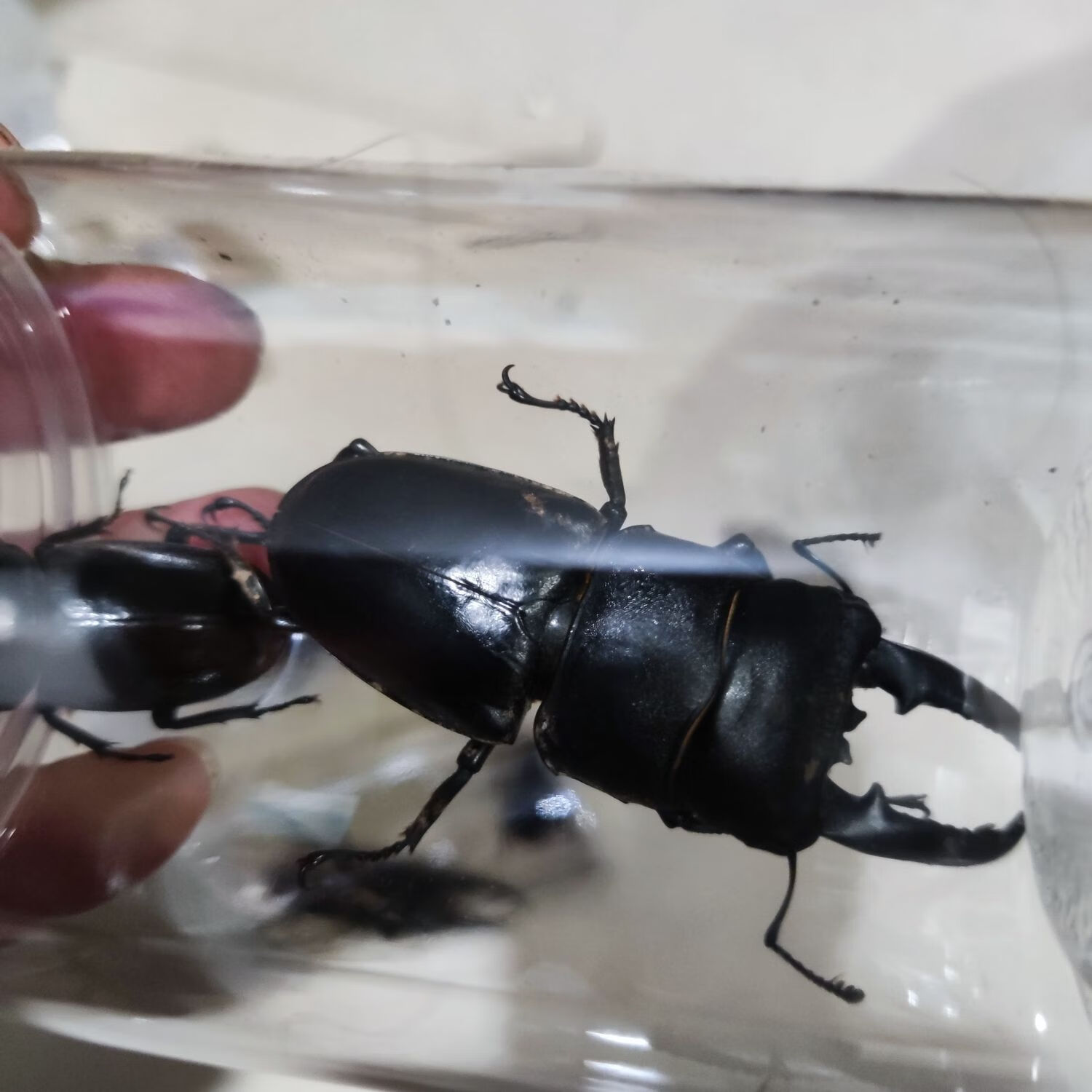 中华大扁锹甲 甲虫宠物活体 成虫昆虫锹甲虫活体送果冻木削 一公5cm到