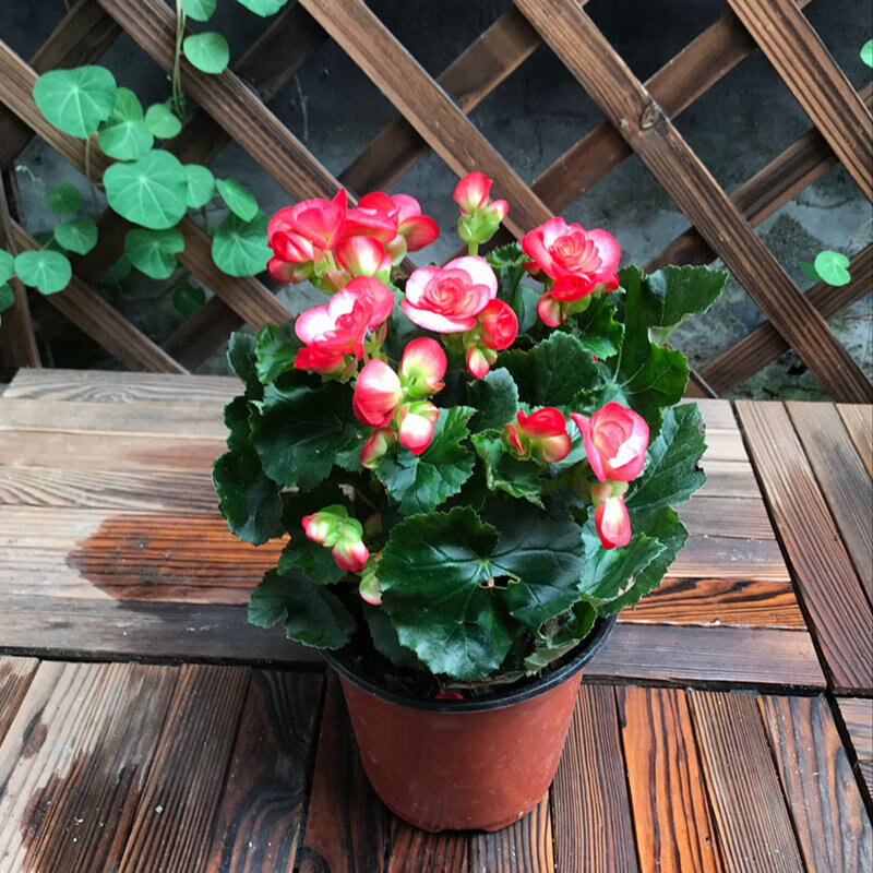 丽格海棠盆栽阳台开花植物海棠花苗庭院花园花卉四季海棠 丽格海棠