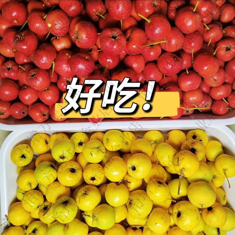 红黄双拼甜山楂黄山楂鲜果甜红子黄金山楂甜口黄山楂嫌小勿拍 1斤 福利双拼偏大果一斤约70-80颗