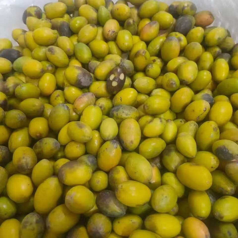三捻橄榄正宗金灶三棱橄榄新鲜小花三捻橄榄 2斤