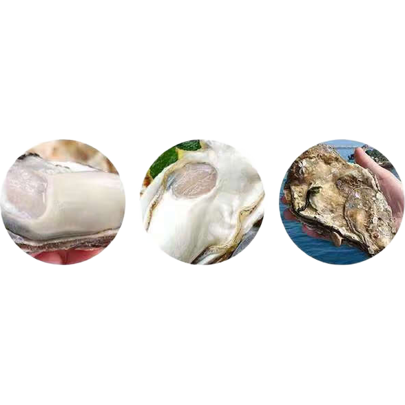 ���ڲ������ʻ���ɽ�������������ɽĵ�ú����ʻ�ĵ�ú��ʺ��ʱ���5��/10�� 5X-���򺾻��10��װԼ14-20ֻ 62.9Ԫ