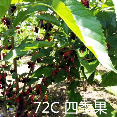 四季长果桑苗台湾长果桑桑树苗桑葚苗黑庭院南方种北方种植 四季果桑