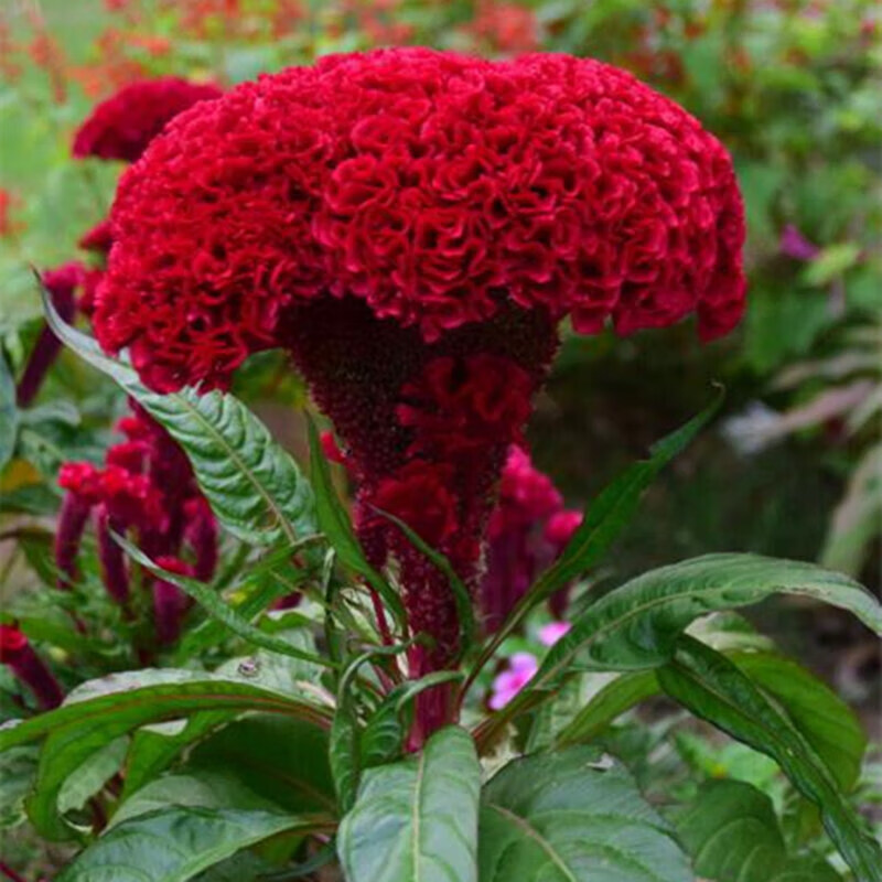 京腾花卉 鸡冠花种子庭院室外春秋播种花多肉植物景观绿化花卉盆栽