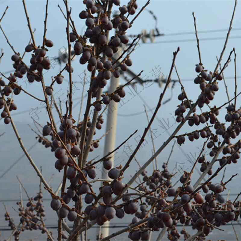 沂蒙量籽新鲜无核黑枣柿枣无核软枣黑枣小柿子黑枣圆枣 202g*1袋 沂蒙山特产店出品无干燥剂