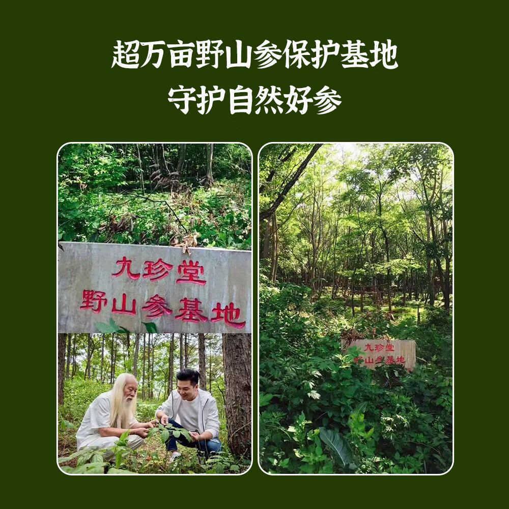 九珍堂吉林长白山野山参粉15年林下野山参磨粉滋补品送长辈春节年货送礼 长白山野山参粉礼盒 1g*12瓶 春节年货送礼