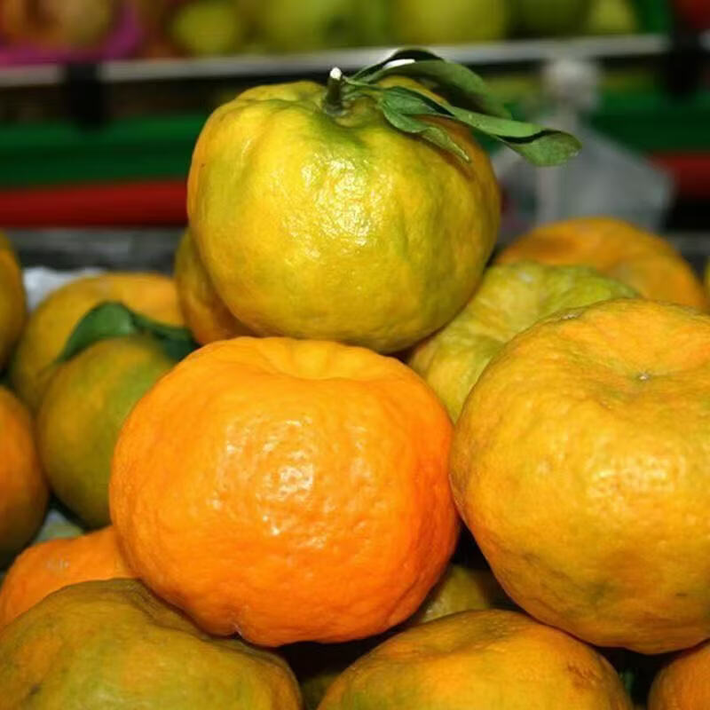 早熟新鲜椪柑丑橘子耙耙柑应季新鲜水果芦柑酸甜多汁桔子整箱包邮 带箱4斤 实惠装【单果130g+】