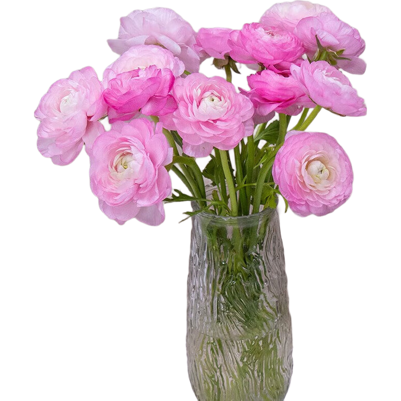 ��ĵ����ëݢ�ذ������ʻ�ֱ���ӼҲ廨38Ů��Ů������ ��ɫ��ĵ��10֦