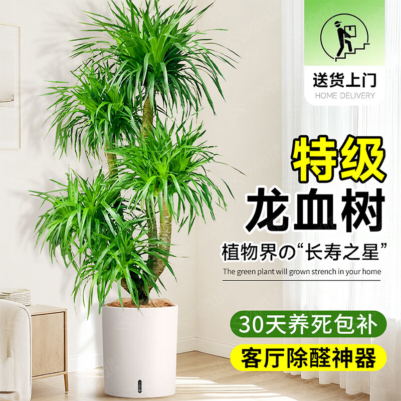 ���ڲ��������Ų����߷�������Ҷ������Ѫ�����Կ����칫���ڿ�ҵ��Ǩ������ֲ ��ѡ����׮��ͷ��Ѫ����1.5-1.7�ס���ɫ��ˮ�� ���� 229Ԫ