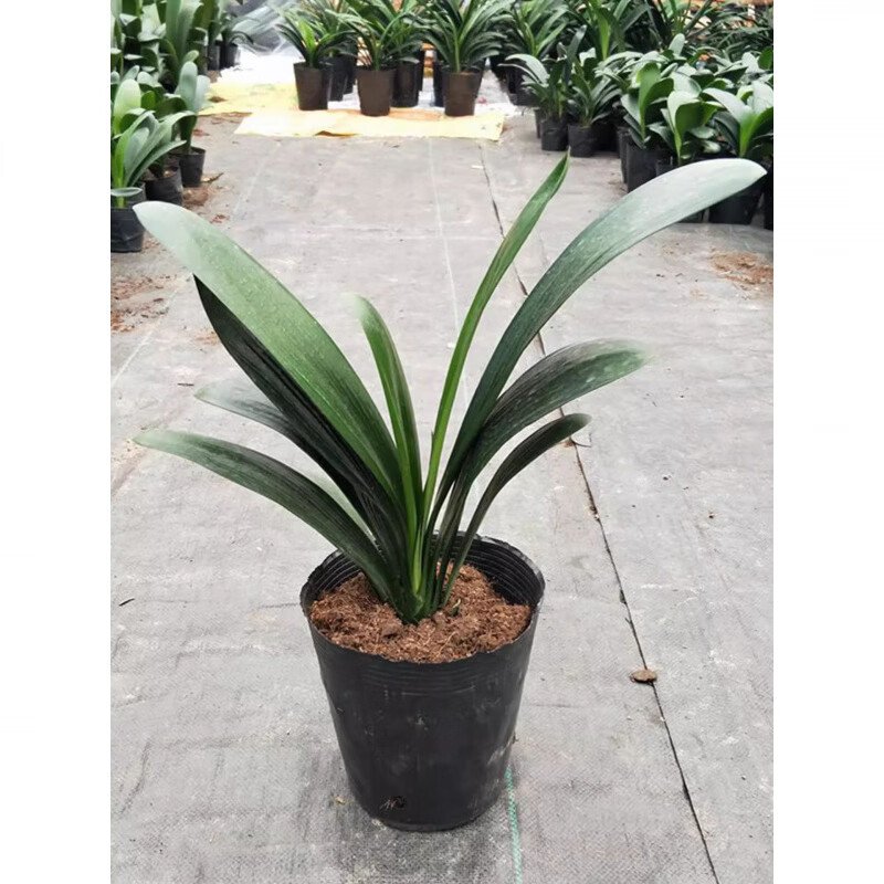 两草三花精品四季君子兰盆栽老苗大小苗花卉绿植室内好养圆头和尚办公摆件 【橘红】+肥料+生根粉 12-14片叶