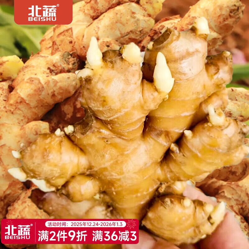 北蔬山东生姜种子小黄姜种苗带芽春季 小黄姜种子 250g（带芽）