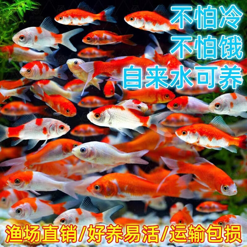 ��ײݽ��� ��ˮ������ 4-6cm ��20����20��7.7Ԫ/����ʮ����