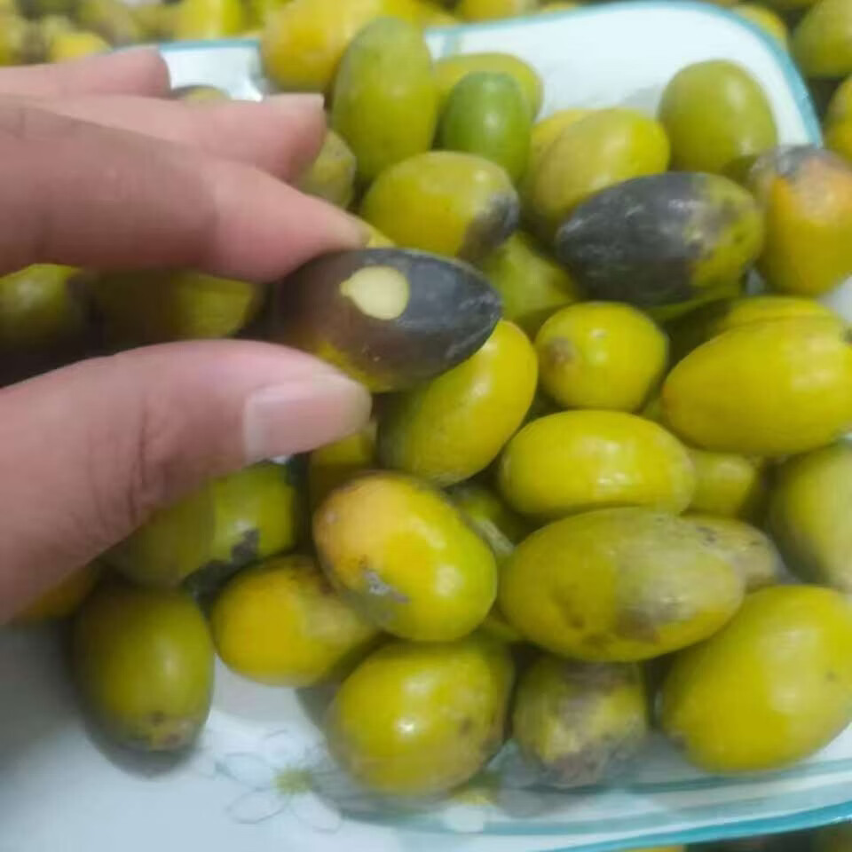三捻橄榄正宗金灶三棱橄榄新鲜小花三捻橄榄 2斤