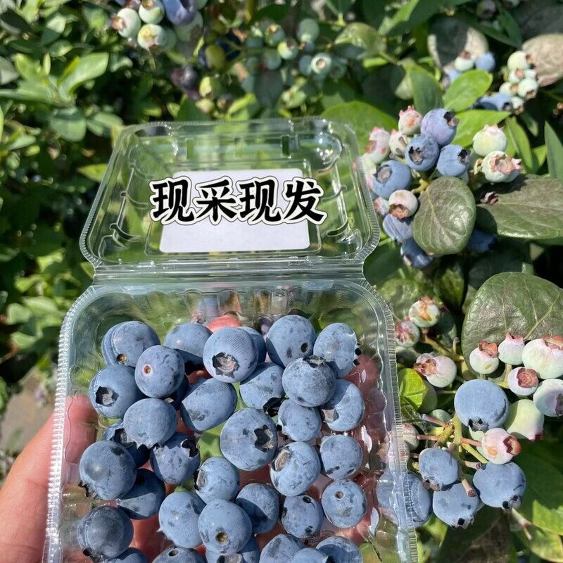 缦语【顺丰发货】云南花香蓝莓露天生态种植宝宝脆甜多汁营养健康 6盒【金标15mm+】 125g/盒【 顺丰上门 I 空运冷链】