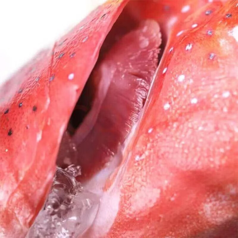 【顺丰包邮】海南正宗全红东星斑鱼深海南海海钓鲜活冷冻深海冰鲜 每条 3.52 斤-4.01 斤【发三条】【精选东星斑-全红