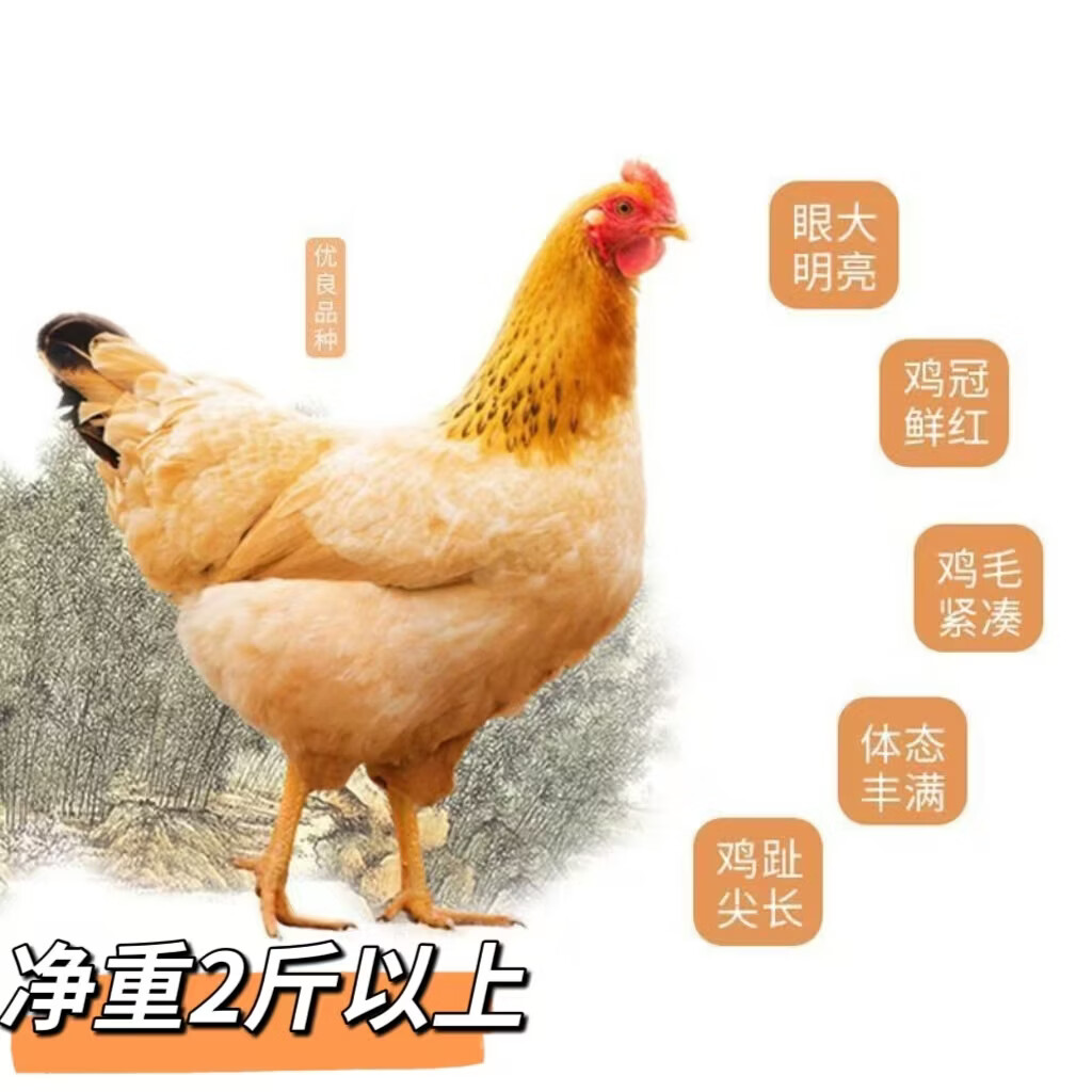 江七公农家散养走地鸡整只鲜土跑步土鸡无抗无激素 沂蒙山散养母鸡 一只黄油母鸡净重2斤