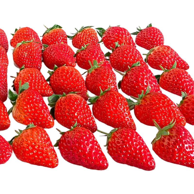 红颜草莓99牛奶油草莓【多地次日达】草莓水果礼品盒京顶鲜 2盒礼箱装【时令尝鲜】 单盒净重200g-300g【单果13g+】