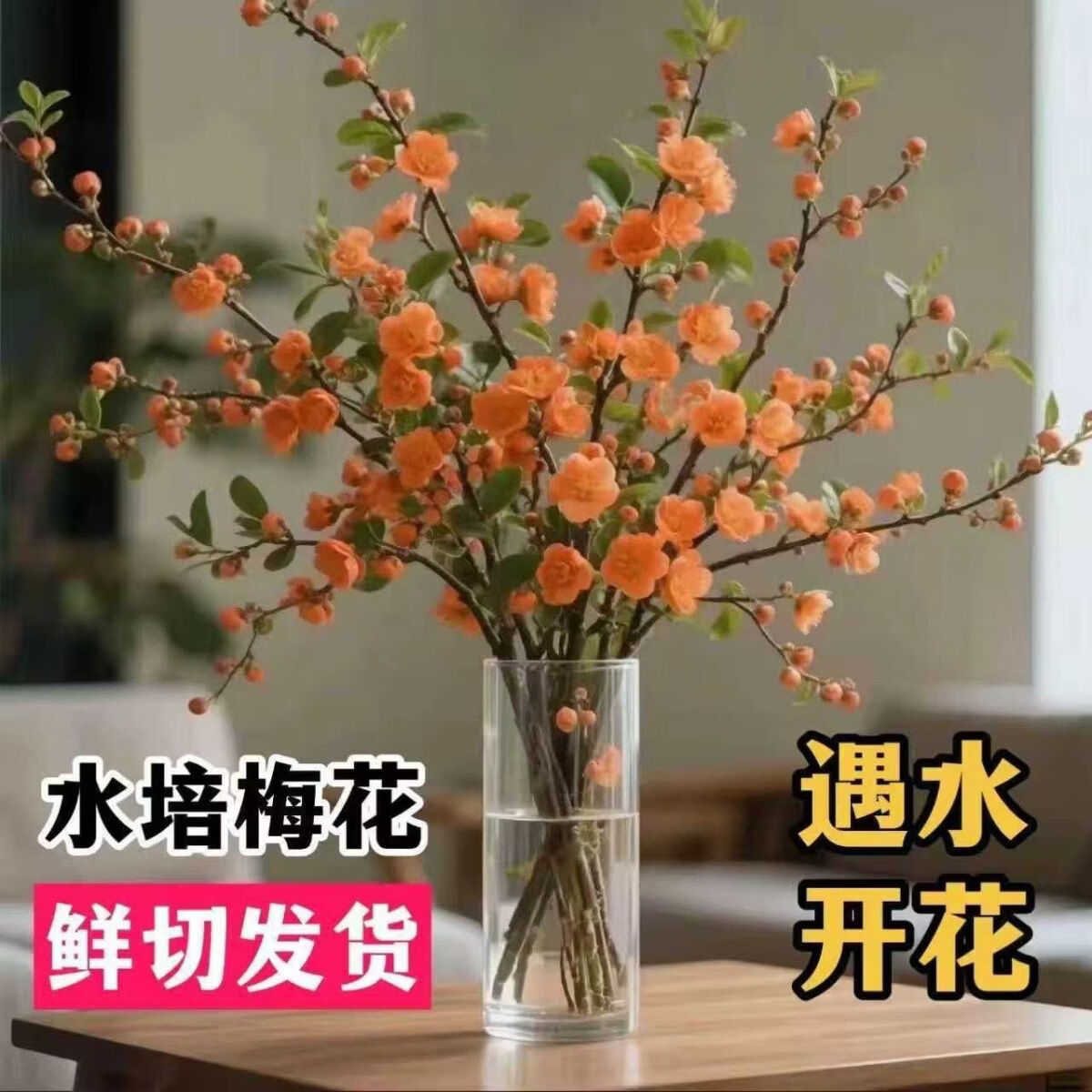 小红书同款遇水开花水培梅花AA 50-70厘米橙色 三周期开花10支（接受图与实物有色差拍）