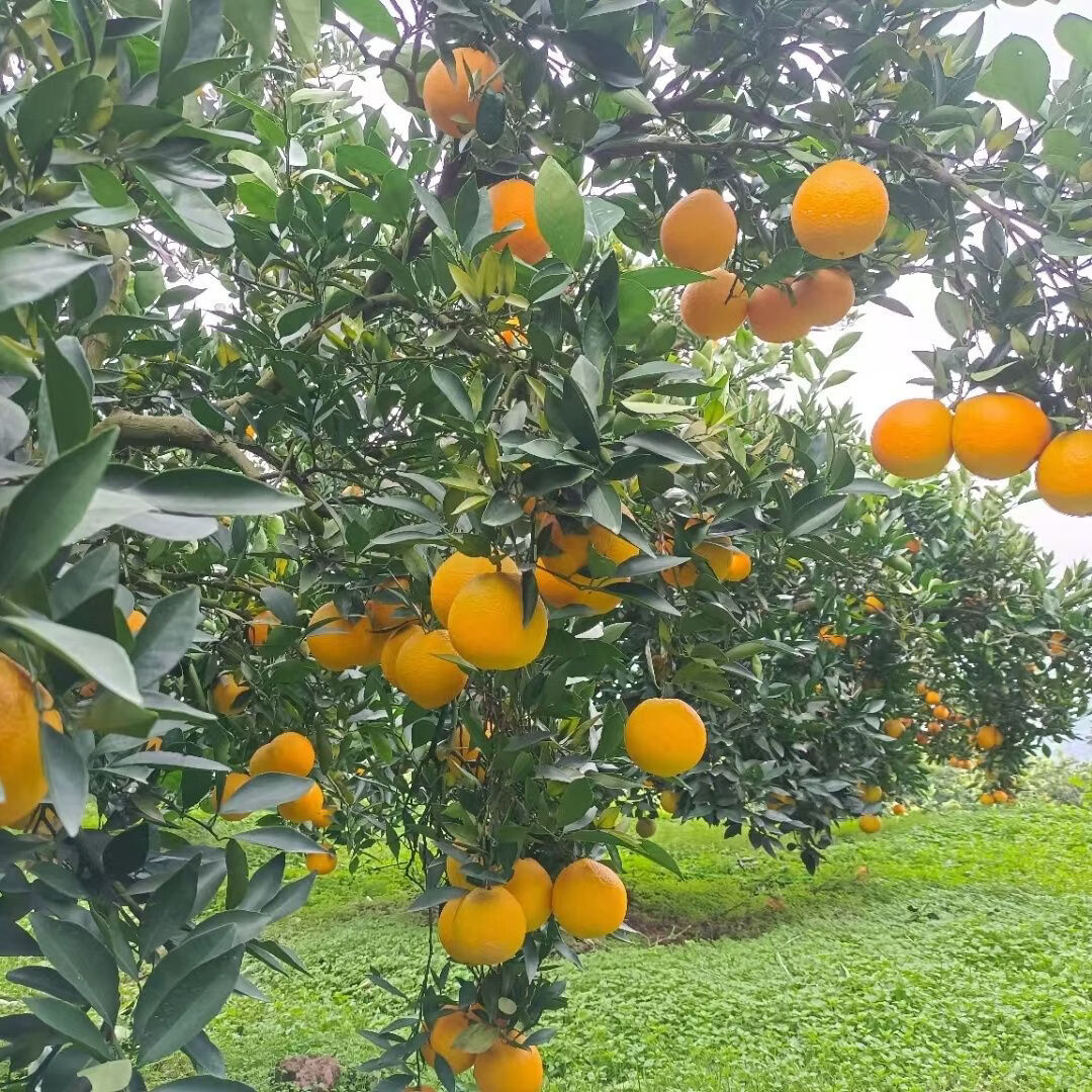 丑禾中华红橙血橙新鲜橙子秭归柑橘甜桔子手剥橙时令生鲜【多仓发货】 中华红血橙【酸甜汁多更多人选择】 8.5斤严选【单果150g起】