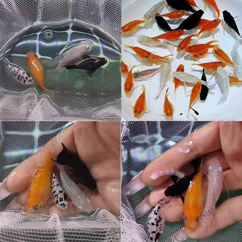 百纶木千玛丽鱼观赏鱼不打氧耐活小鱼淡水鱼胎生鱼超能生的热带鱼招财鱼 【大肚皮球】3-4cm8只（公母随机）【有快生的】