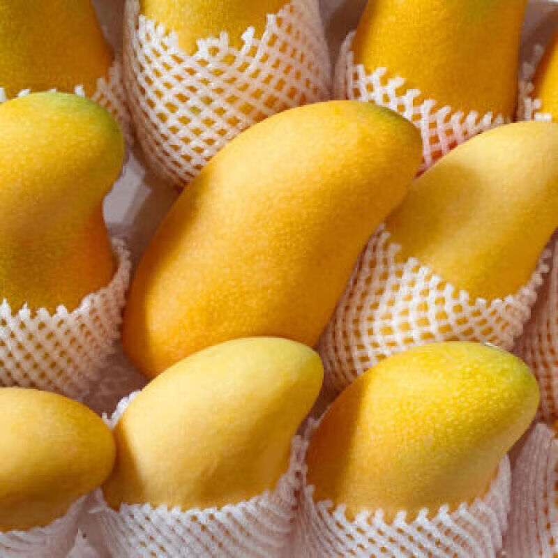 余悦海南金煌芒 【多地次日达】新鲜现摘水仙大芒果青皮甜心芒果整箱 带箱5斤 精选装/单果约250g+/净4.5斤