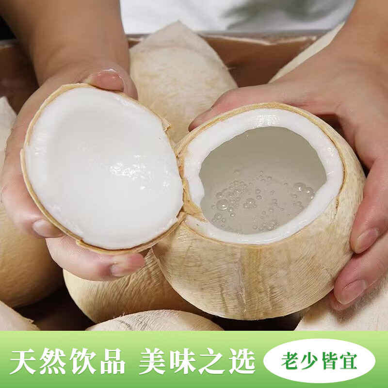 海南直发牛奶椰皇小奶椰 新鲜现摘椰香浓郁 孕妇可吃汁水丰美 普通家庭装【6个/中通】单果450g+