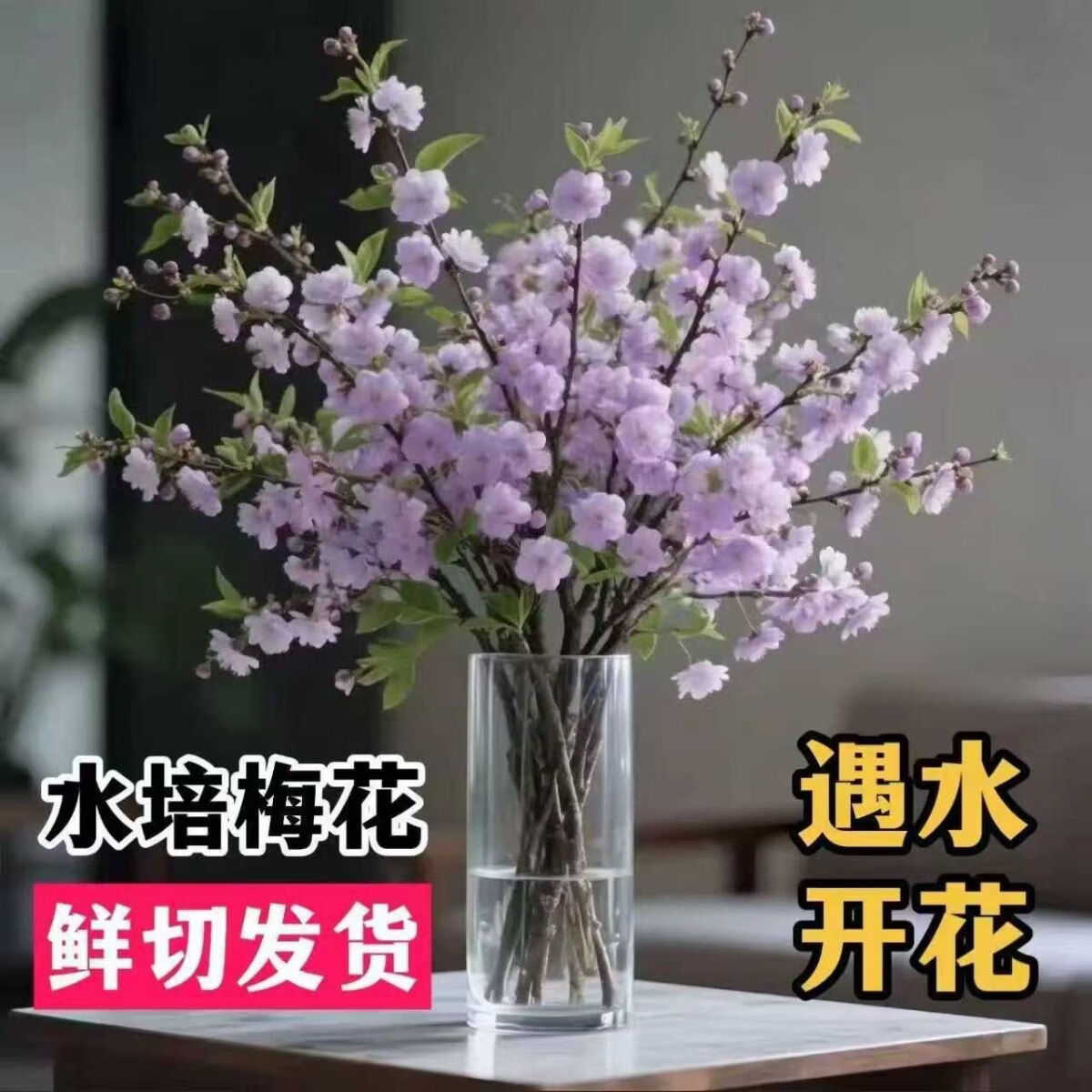 小红书同款遇水开花水培梅花AA 50-70厘米橙色 三周期开花10支（接受图与实物有色差拍）