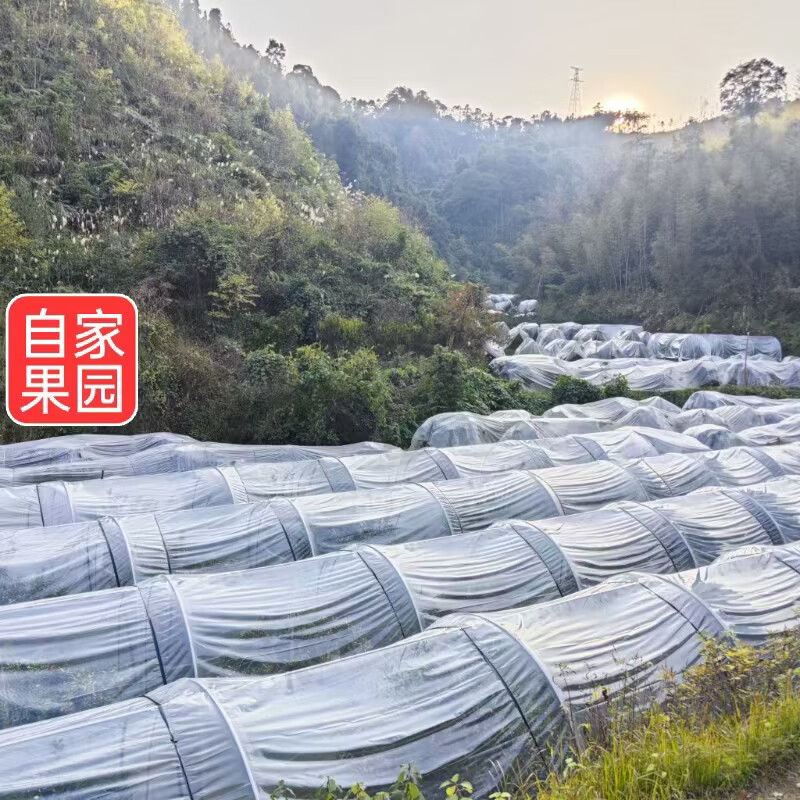 正宗融安脆蜜金柑 国家地理标志产品 三代金桔新鲜水果 顺丰包邮 2斤大果(约30-36颗左右） 精选糖果独立包装