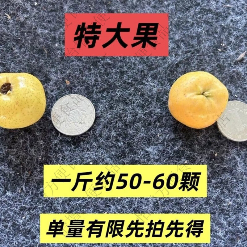 黄山楂鲜果甜口山楂黄金山楂金如意特大果看详情嫌小勿拍 1斤 精品特大果一斤约50-60颗