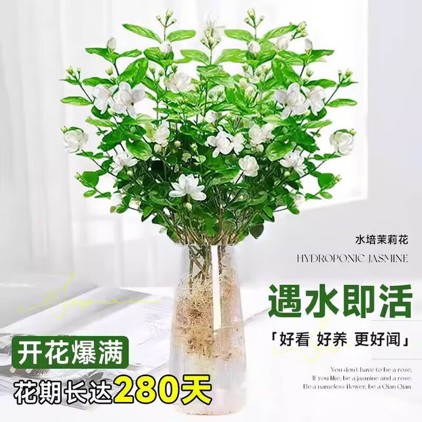 水培茉莉花盆栽好养驱蚊绿植浓香室内水培驱蚊四季植物水培茉莉 三颗