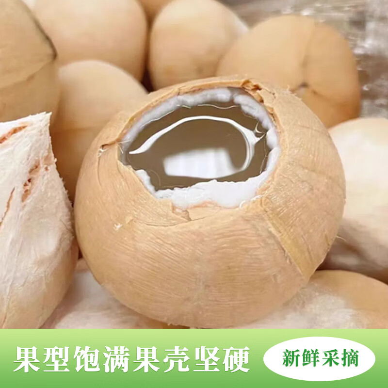 海南直发牛奶椰皇小奶椰 新鲜现摘椰香浓郁 孕妇可吃汁水丰美 普通家庭装【6个/中通】单果450g+