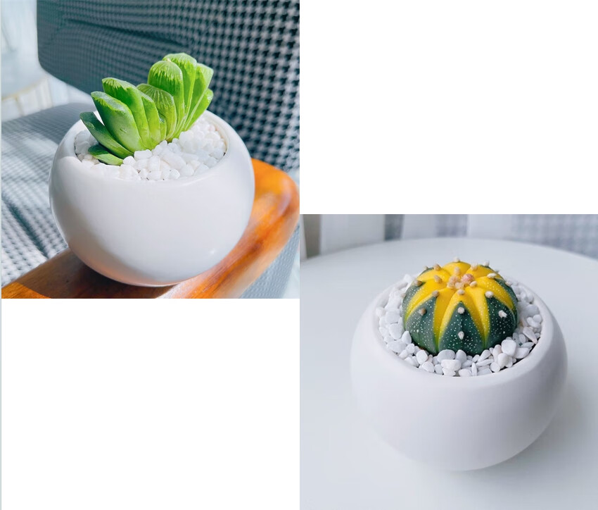 墨一（送貨上門(mén)）玉露多肉植物帶盆藍(lán)鏡玉露辦公室桌面盆栽植物花卉 玉扇+星兜錦【瓷盆栽好】 帶盆栽好