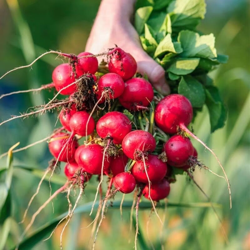 南宁产地直供樱桃萝卜新鲜红皮水果小萝卜生吃健康沙拉水果萝卜 净重9斤