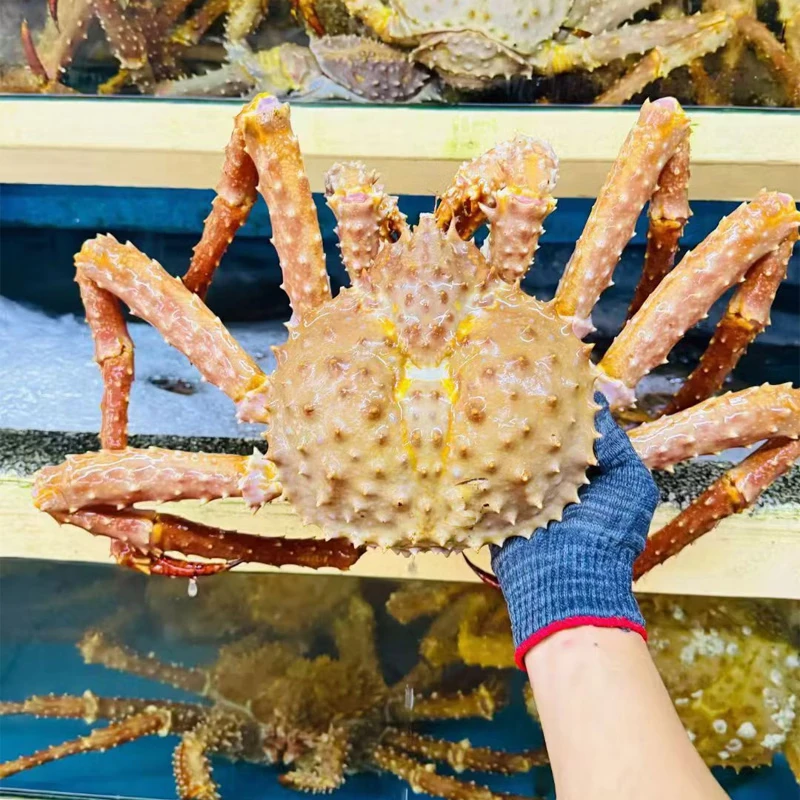 沃鲜客帝王蟹鲜活冷冻海鲜水产12斤帝皇蟹蜘蛛螃蟹年货送礼大礼包长脚蟹 活冻3-3.5斤*只帝王蟹赠送1条石斑鱼+一斤美国响螺