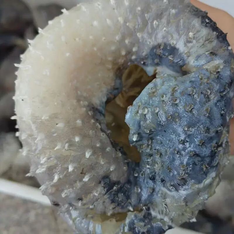 【顺丰包邮】正宗海南野生刺鲍鱼刺龟海南刺豚鱼皮海南高档海鲜 每条 2.5-3.01斤【发三条】海南千年渔港直发【野生】