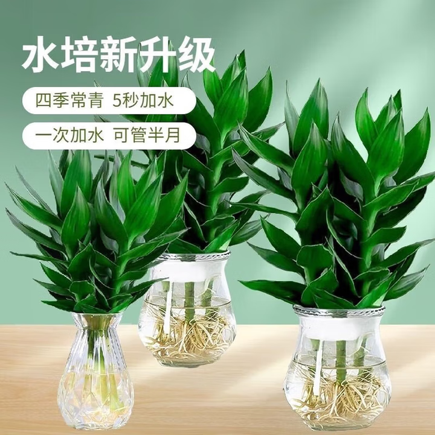 水培观音竹富贵竹水培绿植好养办公桌室内净化空气 三颗+盆