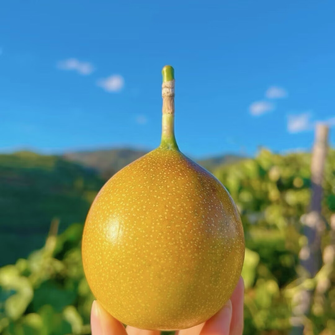 云南西双版纳热情果产地直发纯甜无酸新鲜采摘香味浓郁果肉饱满 80-120g 精品礼盒（12 枚精选大果）