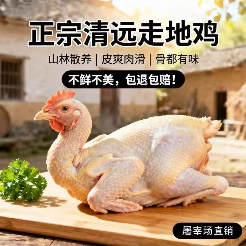 清远鸡散养广东清远鸡清远山间散养走地鸡鸡肉新鲜走地鸡 新鲜 清远鸡【1.8斤/只】*2只