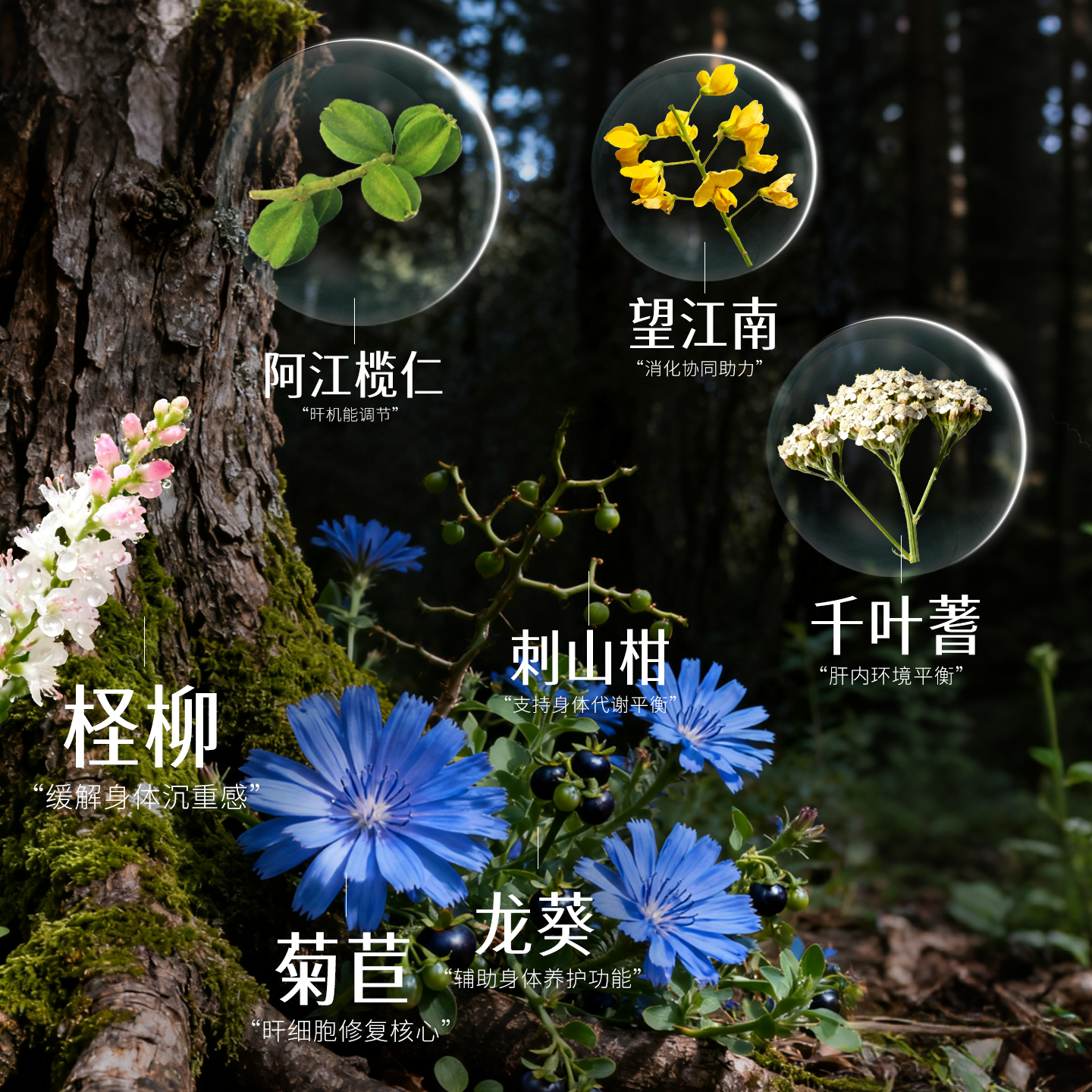 Himalaya喜马拉雅护肝片Liv.52DS转氨酶高脂肪肝损伤养肝非奶蓟草水飞蓟 【全天然草本】护肝片加强版60片*2瓶