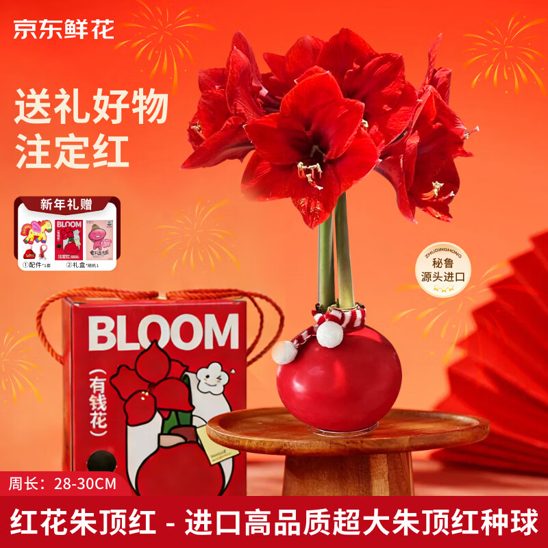 京东鲜花新年年宵礼物进口朱顶红礼盒版-红君主28-30cm红花蜡球源头直发