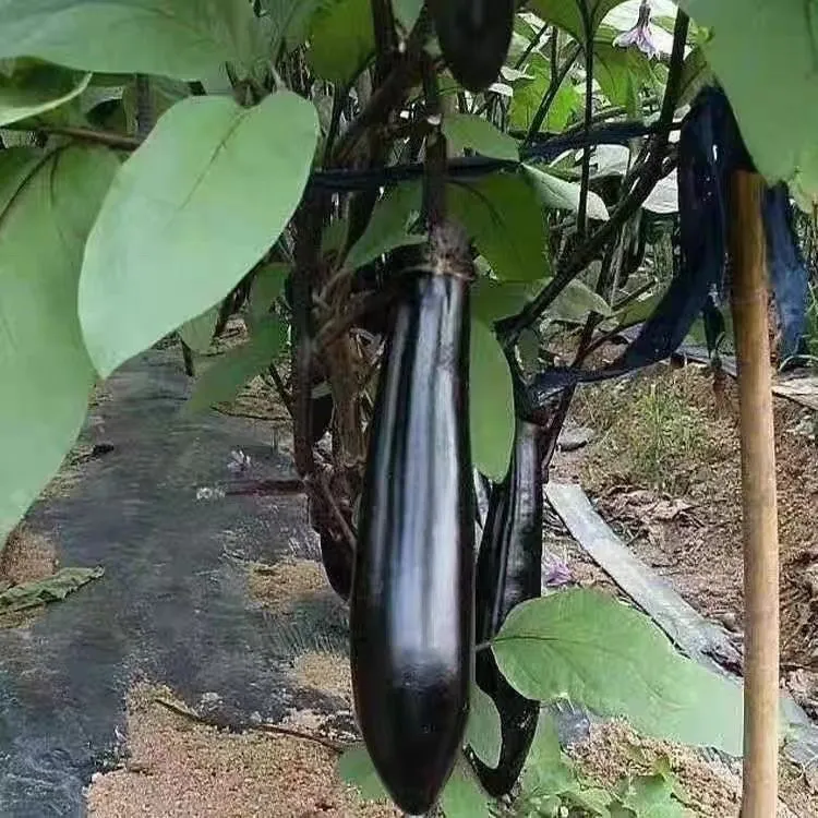 优选老式茄子紫裤紫库新鲜农家蔬菜自种现摘现发可生吃烧烤茄糯茄 带箱9-9.01斤