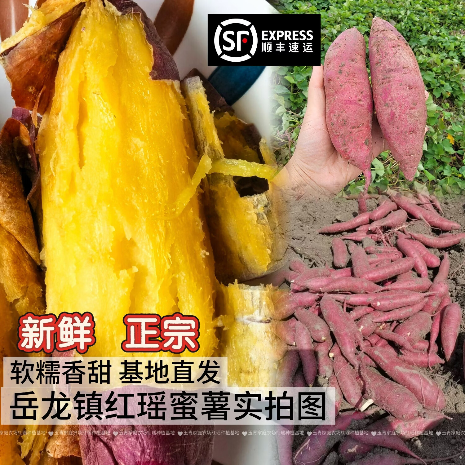 天津宁河岳龙镇红瑶新鲜地瓜软糯香甜蜜薯甘薯直发 精选40斤小果 京东折扣/优惠券