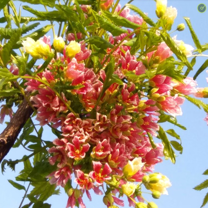 素蜜文冠花树苗盆栽地栽 文冠果苗庭院别墅南北方种植文官树四季长