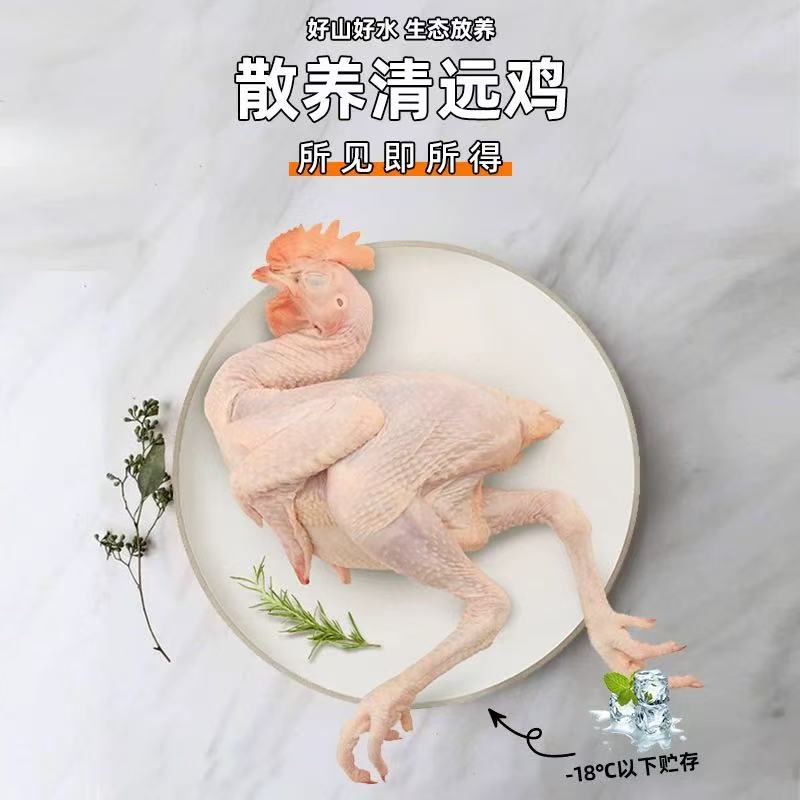 清远鸡散养广东清远鸡清远山间散养走地鸡鸡肉新鲜走地鸡 新鲜 清远鸡【1.8斤/只】*2只