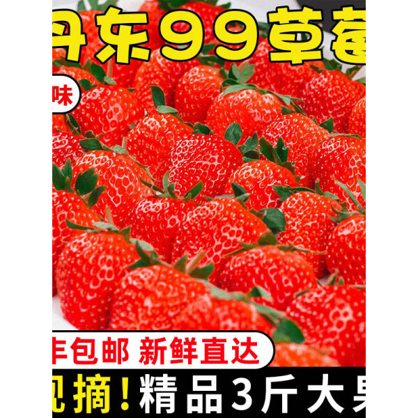 天启世纪丹东草莓丹东99草莓3斤新鲜水果孕妇红颜奶油同款 1400g 中小果(单果20-25g)