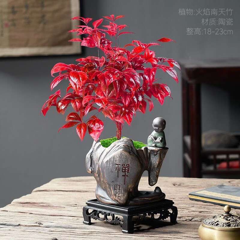 清洁YANG 火焰南天竹一盆+加仑盆 耐寒火焰南天竹盆栽