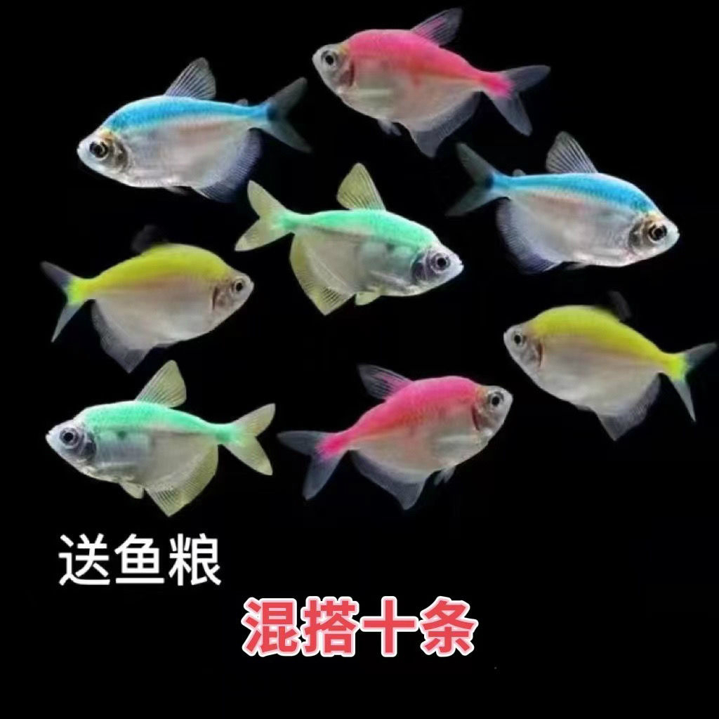 エアーチューブ5m 黒 アクアリウム 金魚 メダカ 熱帯魚 - エアレーション